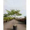 RHUS typhina DISSECTA En pot de 15-20 litres buisson hauteur 080-100 cm