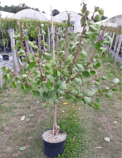 ABRICOTIER En pot de 10-12 litres gobelet 2-3 ans d'âge