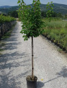 abricotier-nain-peche-de-nancy-prunus-armeniaca-peche-de-nancy-3.jpg