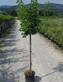 abricotier-tardif-de-bordaneil-prunus-armeniaca-tardif-de-bordaneil-3.jpg