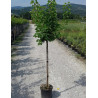 ABRICOTIER En pot de 10-12 litres forme tige hauteur du tronc 090-110 cm