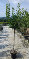 abricotier-nain-peche-de-nancy-prunus-armeniaca-peche-de-nancy-4.jpg