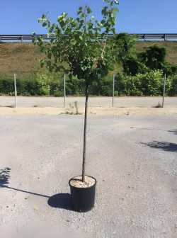 ABRICOTIER En pot de 25-30 litres tige hauteur du tronc 090-110 cm