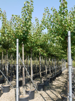 ABRICOTIER En pot de 35-50 litres tige hauteur du tronc 190-210 cm circonférence du tronc 12-14 cm