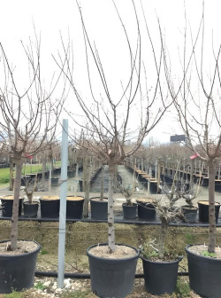 ABRICOTIER En pot de 90-110 litres tige hauteur du tronc 090-110 cm circonférence du tronc 18-20 cm