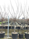 abricotier-tardif-de-tain-prunus-armeniaca-tardif-de-tain-7.jpg