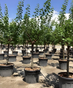 ABRICOTIER En pot de 110-130 litres tige hauteur du tronc 090-110 cm circonférence du tronc 20-25 cm