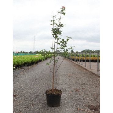 ACER griseum En pot de 5-7 litres buisson hauteur 060-080 cm