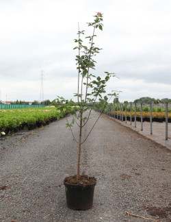 ACER griseum En pot de 5-7 litres buisson hauteur 060-080 cm