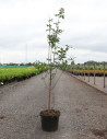 erable-a-ecorce-de-papier-acer-griseum-7.jpg