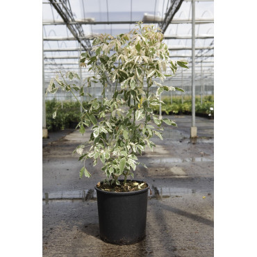 ACER negundo FLAMINGO En pot de 15-20 litres buisson hauteur 100-125 cm