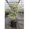 ACER negundo FLAMINGO En pot de 15-20 litres buisson hauteur 100-125 cm