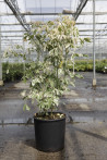 erable-de-coree-arctic-jade-acer-pseudosieboldianum-arctic-jade-2.jpg