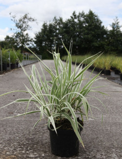 ARUNDO donax VARIEGATA En pot de 4-5 litres buisson hauteur 040-060 cm