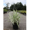 ARUNDO donax VARIEGATA En pot de 4-5 litres buisson hauteur 040-060 cm
