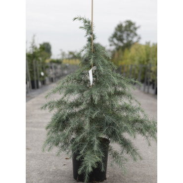 CEDRUS deodara En pot de 12-15 litres hauteur 100-125 cm