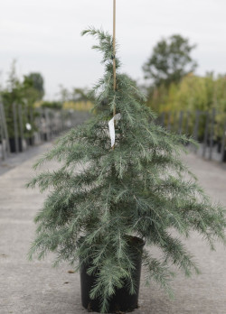 CEDRUS deodara En pot de 12-15 litres hauteur 100-125 cm