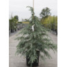 CEDRUS deodara En pot de 12-15 litres hauteur 100-125 cm