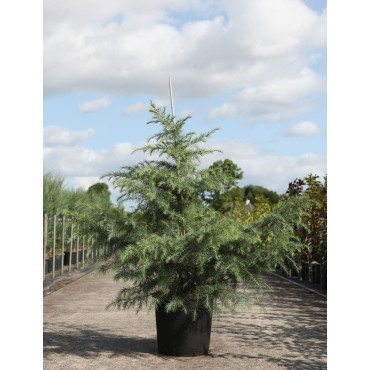 CEDRUS deodara En pot de 25-30 litres hauteur 150-175 cm