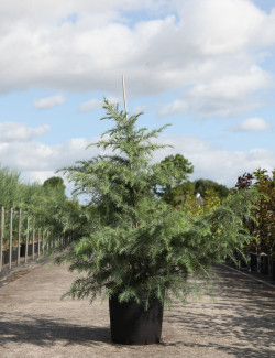 CEDRUS deodara En pot de 25-30 litres hauteur 150-175 cm