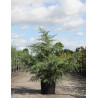 CEDRUS deodara En pot de 25-30 litres hauteur 150-175 cm