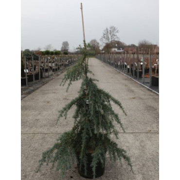 CEDRUS deodara FEELING BLUE En pot de 7-10 litres hauteur 040-060 cm
