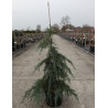CEDRUS deodara FEELING BLUE En pot de 7-10 litres hauteur 040-060 cm