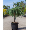 CEDRUS deodara FEELING BLUE En pot de 7-10 litres tige hauteur du tronc 040-060 cm