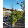 CEDRUS atlantica En pot de 70-90 litres hauteur 200-250 cm