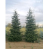 CEDRUS atlantica (Cèdre de l'Atlas) 