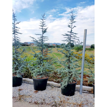 CEDRUS atlantica GLAUCA En pot de 130-150 litres hauteur 250-300 cm