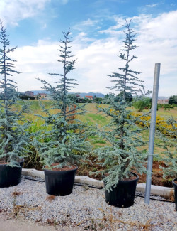 CEDRUS atlantica GLAUCA En pot de 130-150 litres hauteur 250-300 cm