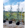 CEDRUS atlantica GLAUCA En pot de 130-150 litres hauteur 250-300 cm