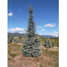 CEDRUS atlantica GLAUCA
