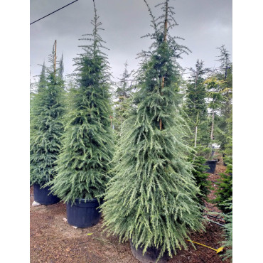 CEDRUS deodara En pot de 110-130 litres hauteur 300-350 cm