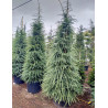 CEDRUS deodara En pot de 110-130 litres hauteur 300-350 cm