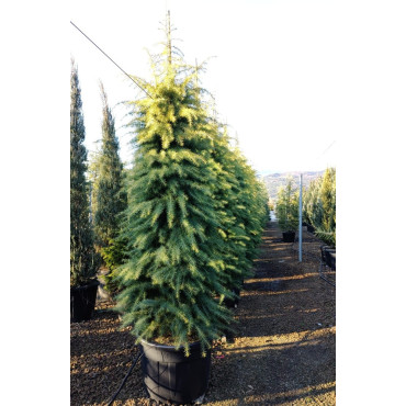 CEDRUS deodara AUREA En pot de 130-150 litres hauteur 300-350 cm