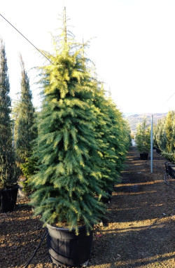 CEDRUS deodara AUREA En pot de 130-150 litres hauteur 300-350 cm