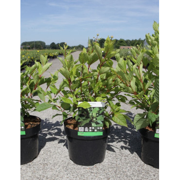CEPHALANTHUS occidentalis En pot de 3-4 litres buisson hauteur 030-040 cm