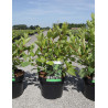 CEPHALANTHUS occidentalis En pot de 3-4 litres buisson hauteur 030-040 cm