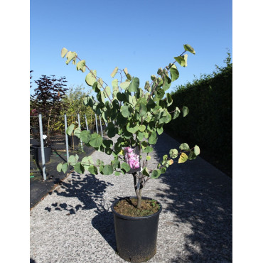 CERCIS siliquastrum En pot de 25-30 litres buisson hauteur 125-150 cm