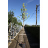 CERCIS siliquastrum En pot de 35-50 litres tige hauteur du tronc 190-210 cm circonférence du tronc 10-12 cm