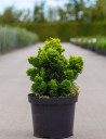 cypres-hinoki-aurora-chamaecyparis-obtusa-aurora-5.jpg