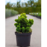 CHAMAECYPARIS obtusa AURORA En pot de 7-10 litres hauteur 025-030 cm