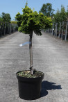 cypres-hinoki-aurora-chamaecyparis-obtusa-aurora-6.jpg