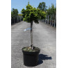 CHAMAECYPARIS obtusa AURORA En pot de 7-10 litres hauteur 025-030 cm