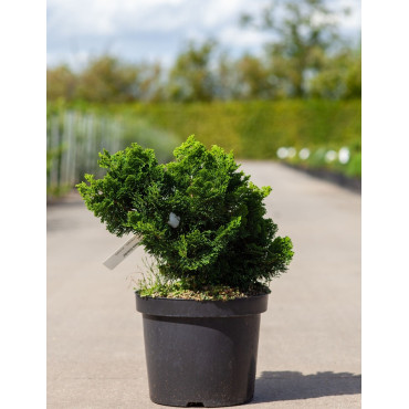 CHAMAECYPARIS obtusa NANA GRACILIS En pot de 7-10 litres hauteur 025-030 cm