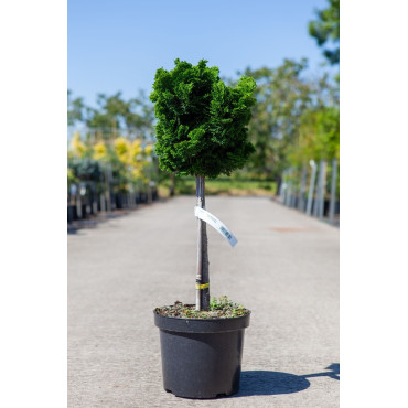 CHAMAECYPARIS obtusa NANA GRACILIS En pot de 7-10 litres tige hauteur du tronc 040-060 cm