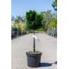 CHAMAECYPARIS obtusa NANA GRACILIS En pot de 7-10 litres tige hauteur du tronc 040-060 cm