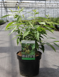 CHIMONANTHUS praecox En pot de 3-4 litres buisson hauteur 030-040 cm